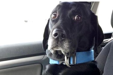 16 Hilarious Pet Reactions That Everyone Loves