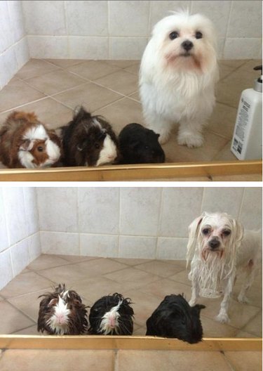 16 Hilarious Pet Reactions That Everyone Loves