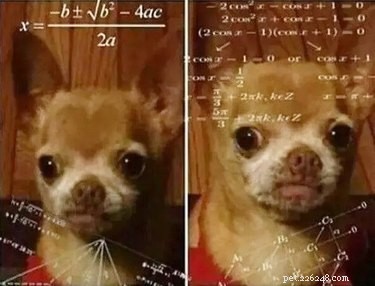 16 Hilarious Pet Reactions That Everyone Loves