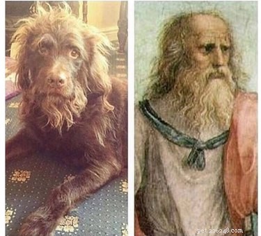 16 Hilarious Pet Reactions That Everyone Loves