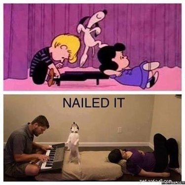16 Hilarious Pet Reactions That Everyone Loves