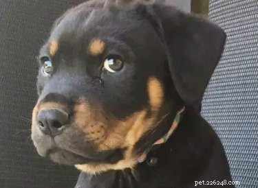 16 Hilarious Pet Reactions That Everyone Loves