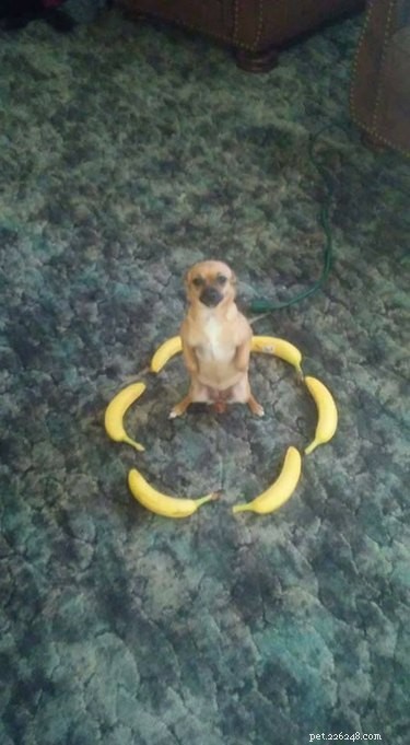 16 Hilarious Pet Reactions That Everyone Loves