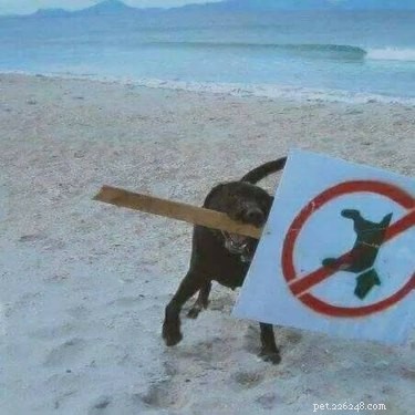 16 Hilarious Pet Reactions That Everyone Loves