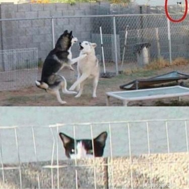 16 Hilarious Pet Reactions That Everyone Loves