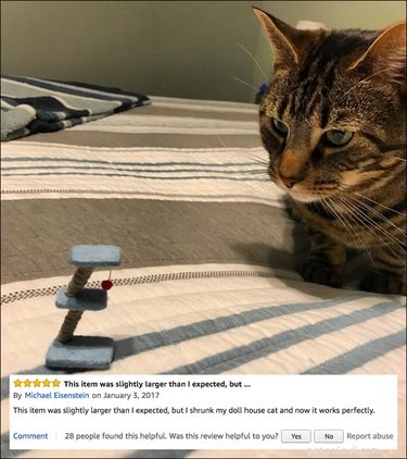 13 Hilarious Amazon Pet Product Reviews That Will Keep You Entertained & Inspired