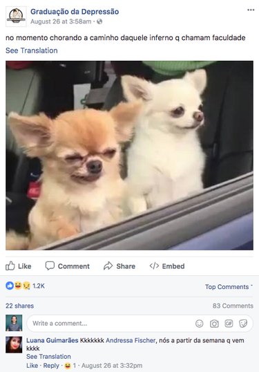 Maguro & Tororo: The Chihuahua Duo That Has Internet Users Laughing & Relating