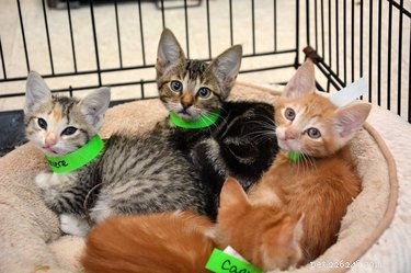 Reunite Hurricane‑Harvey Lost Pets Using Your Phone’s GPS and Facial Recognition