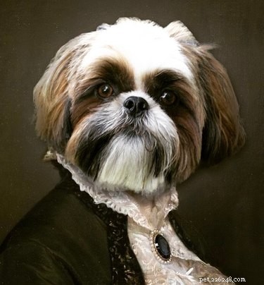 21 Stunning Pet Portraits That Capture Your Furry Friend’s Essence