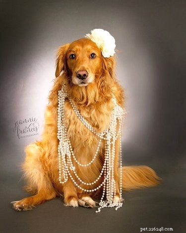 21 Stunning Pet Portraits That Capture Your Furry Friend’s Essence