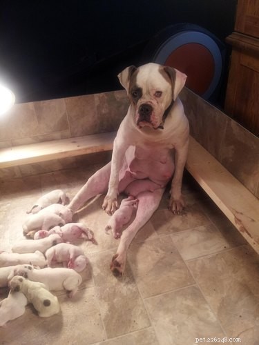 14 Animal Moms Who Made Big Parenting Blunders