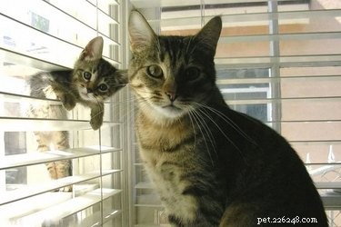 14 Animal Moms Who Made Big Parenting Blunders