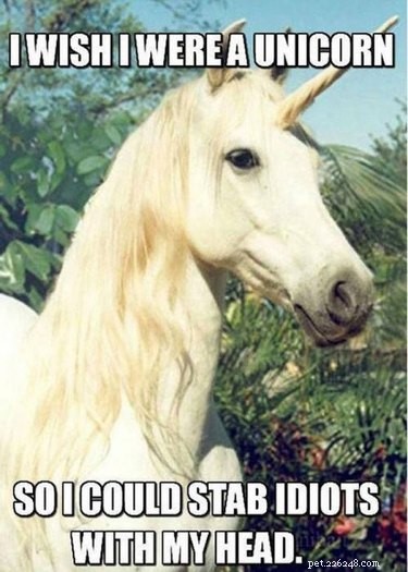 20 Hilarious Unicorn Memes That Will Brighten Your Day