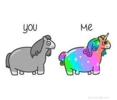 20 Hilarious Unicorn Memes That Will Brighten Your Day