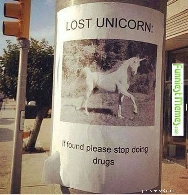 20 Hilarious Unicorn Memes That Will Brighten Your Day