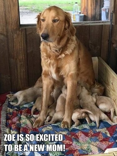 23 Animals Overwhelmed by Parenthood: Hilarious Tales of Overprotective Creatures