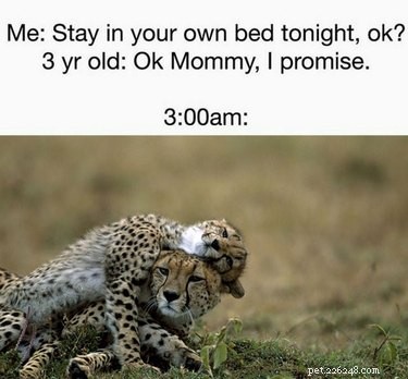 23 Animals Overwhelmed by Parenthood: Hilarious Tales of Overprotective Creatures