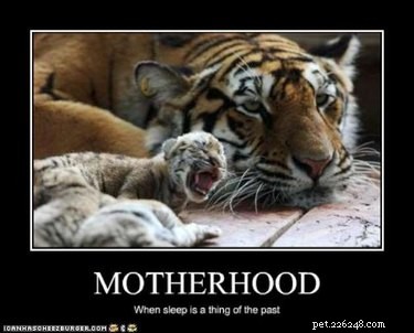 23 Animals Overwhelmed by Parenthood: Hilarious Tales of Overprotective Creatures