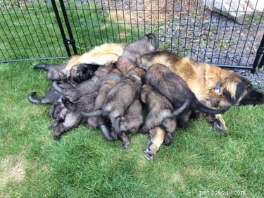 23 Animals Overwhelmed by Parenthood: Hilarious Tales of Overprotective Creatures