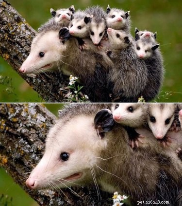 23 Animals Overwhelmed by Parenthood: Hilarious Tales of Overprotective Creatures