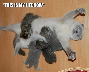 23 Animals Overwhelmed by Parenthood: Hilarious Tales of Overprotective Creatures