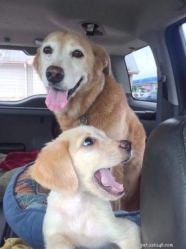 23 Animals Overwhelmed by Parenthood: Hilarious Tales of Overprotective Creatures