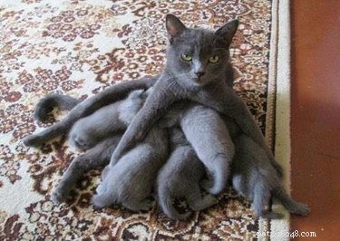 23 Animals Overwhelmed by Parenthood: Hilarious Tales of Overprotective Creatures
