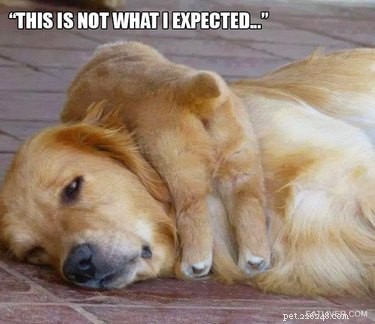23 Animals Overwhelmed by Parenthood: Hilarious Tales of Overprotective Creatures