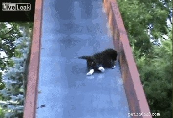 23 Animals Overwhelmed by Parenthood: Hilarious Tales of Overprotective Creatures