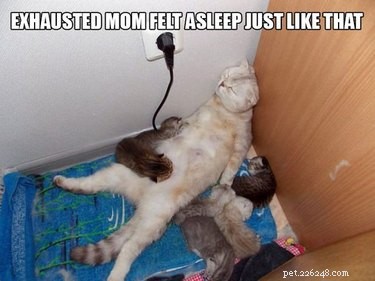 23 Animals Overwhelmed by Parenthood: Hilarious Tales of Overprotective Creatures