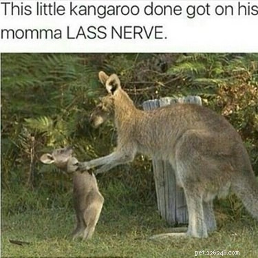 23 Animals Overwhelmed by Parenthood: Hilarious Tales of Overprotective Creatures