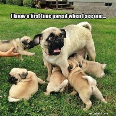 23 Animals Overwhelmed by Parenthood: Hilarious Tales of Overprotective Creatures