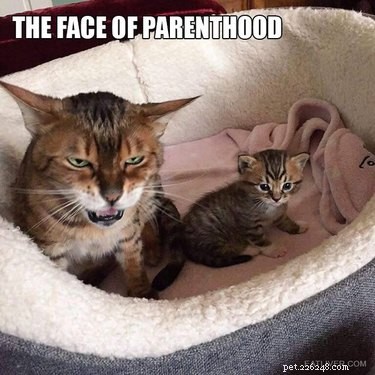 23 Animals Overwhelmed by Parenthood: Hilarious Tales of Overprotective Creatures