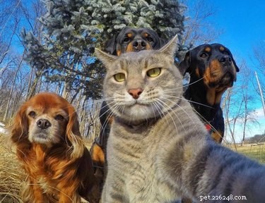 19 Pets Ready for a Playful Showdown with Their Humans