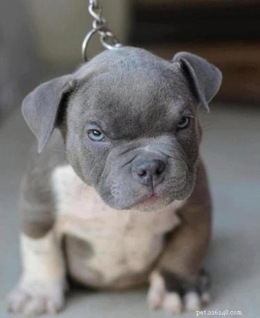 19 Pets Ready for a Playful Showdown with Their Humans
