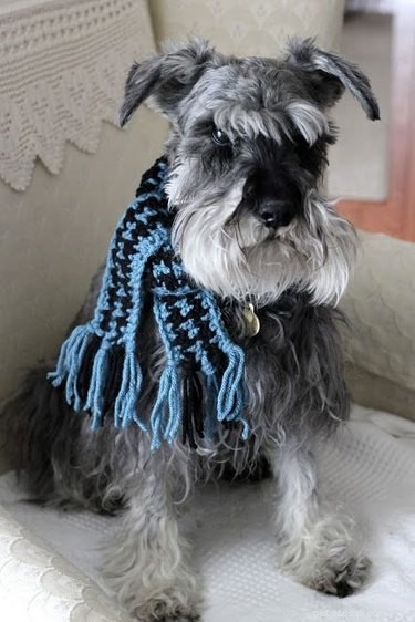 19 Pets Ready for a Playful Showdown with Their Humans