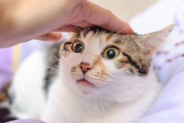 19 Pets Ready for a Playful Showdown with Their Humans