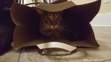 19 Pets Ready for a Playful Showdown with Their Humans