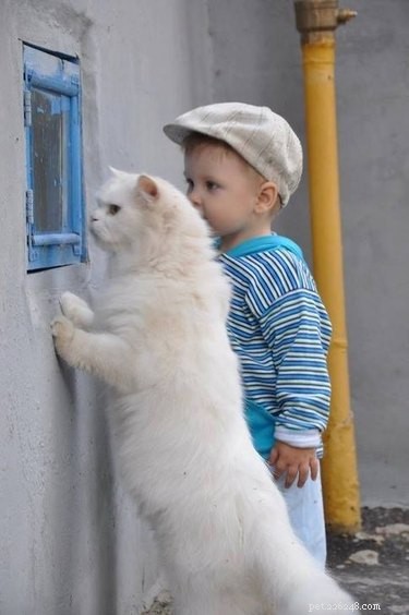 19 Pets Ready for a Playful Showdown with Their Humans