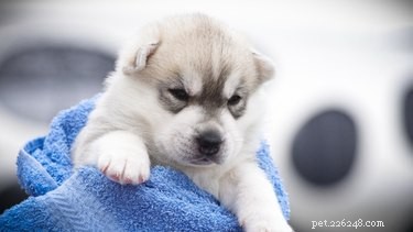 19 Pets Ready for a Playful Showdown with Their Humans