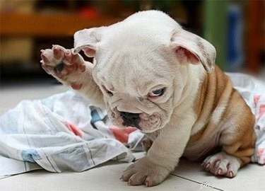 19 Pets Ready for a Playful Showdown with Their Humans