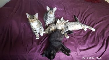 19 Pets Ready for a Playful Showdown with Their Humans