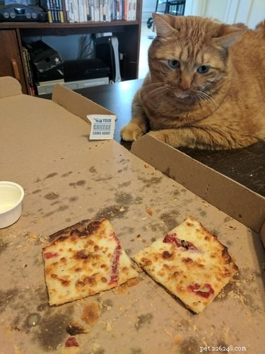 25 Hilarious Pet Photos Capturing Their Love for Food