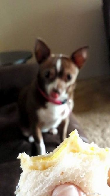 25 Hilarious Pet Photos Capturing Their Love for Food