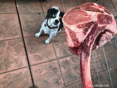 25 Hilarious Pet Photos Capturing Their Love for Food