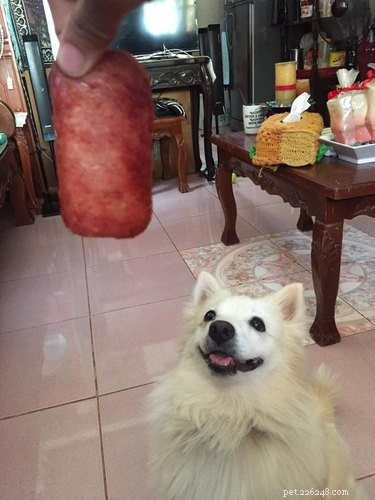 25 Hilarious Pet Photos Capturing Their Love for Food