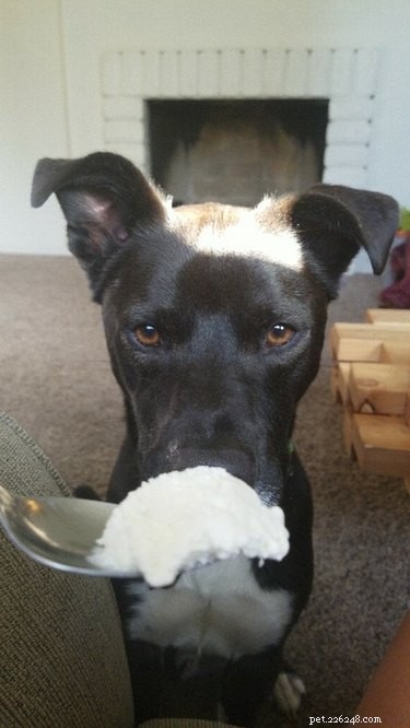 25 Hilarious Pet Photos Capturing Their Love for Food