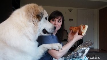 25 Hilarious Pet Photos Capturing Their Love for Food