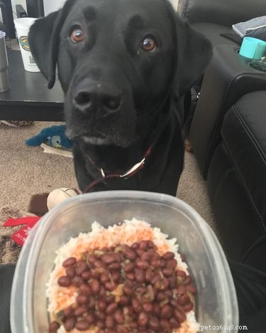 25 Hilarious Pet Photos Capturing Their Love for Food