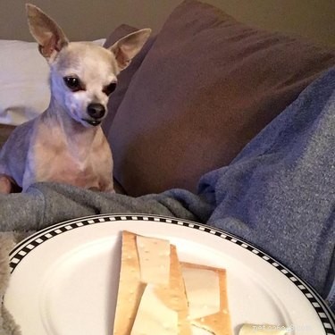 25 Hilarious Pet Photos Capturing Their Love for Food